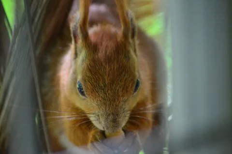 Head of a squirrel close-up, front view Stock Photos