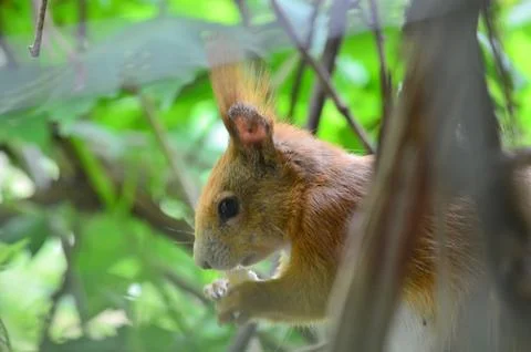 Head of a squirrel close-up Stock Photos