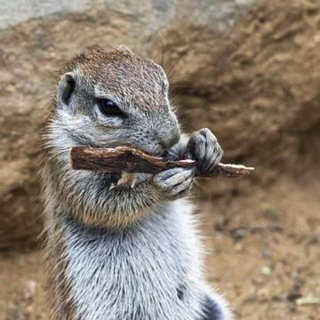 Head of squirrel Stock Photos