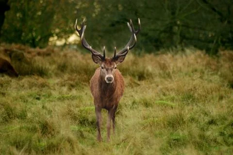 Head on stag Stock Photos