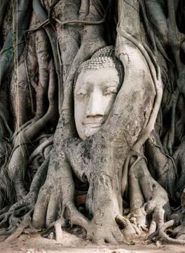 Head of statue buddha in root of tree wat mahathat ayutthaya thailand Stock Photos