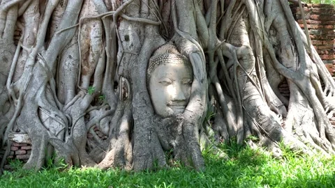 Head statue in the tree Stock Footage 192311155