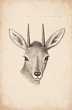 Head of Steinbuck Wall Trophy Mount, 1920s Illustration Stock Illustration