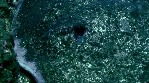 Head of stingray Video stock 42901675