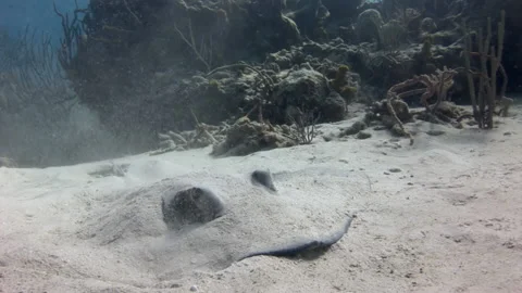 Head of stingray, with its striking and large eyes, pokes out from sand. Stock Footage 233504598
