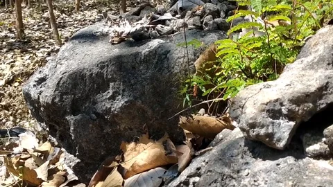The Head of Stone Beast Stock Footage 340018402