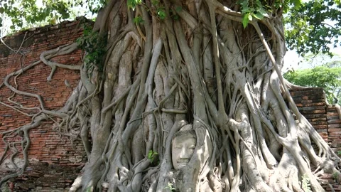 Head of a stone Buddha image embedded in the roots Stock Footage 241659828