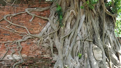 Head of a stone Buddha image embedded in the roots Stock Footage 264286289