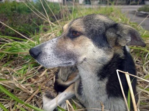 Head of a stray dog Foto stock