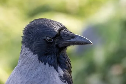 Head study of a Hooded Crow against a soft green background Stock Photos