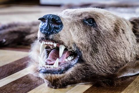 The head of a stuffed brown bear lying on the floor in the form of a carpet in Stock Photos