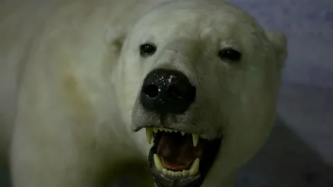 Head of a stuffed dead polar bear in museum - Close-up shot Stock Footage 151995016