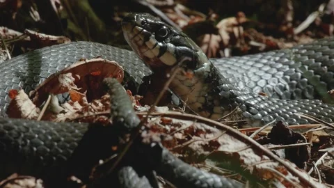 Head of a sunbathing grass snake very close Stock Footage 147926184