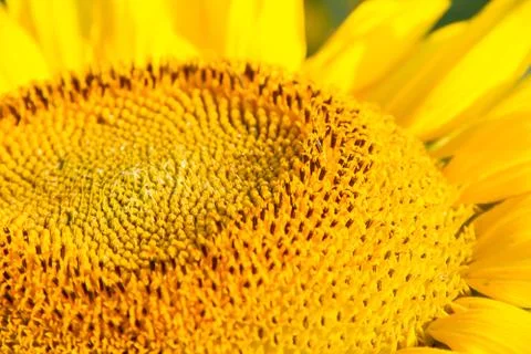 Head of Sunflower Stock Photos