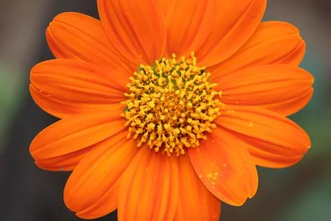 Head of sunflower Stock Photos