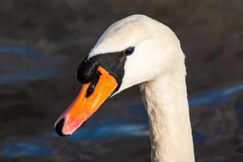 Head of swan Stock Photos
