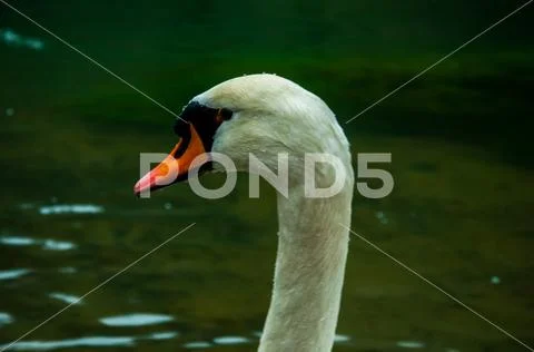 The head of the swan Stock Photos