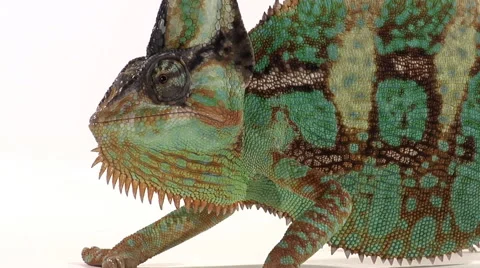 Head to tail of Male veiled chameleon Stock Footage 46544942