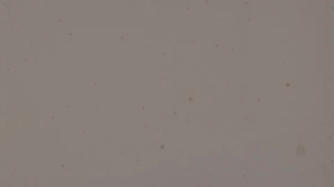 HEAD TAILS 25 Stock Footage 201309368