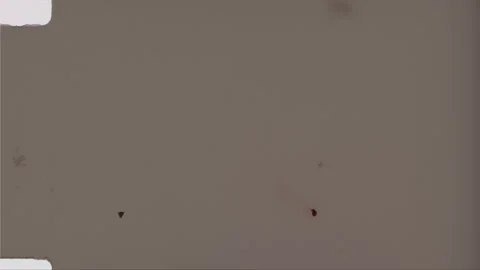 HEAD TAILS 46 Stock-Footage 201309395