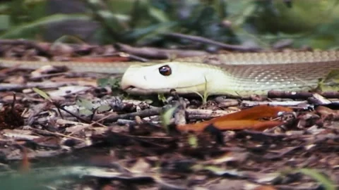 Head Taipan Snake Stock Footage 244687729