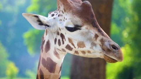 The head of a tall giraffe close-up. Stock Footage 114918063