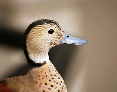 Head of teal Stock Photos