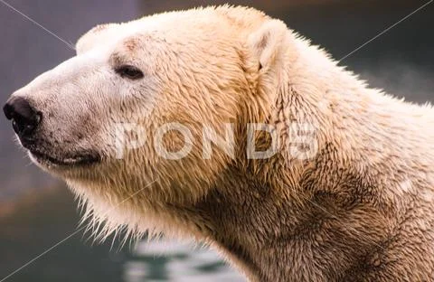 The head of a thoughtful and cute sweet polar bear. Caged in a ZOO or outside Stock Photos