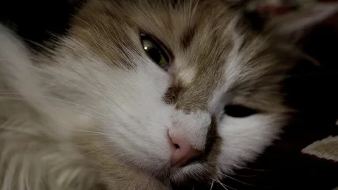 The head of a three-colored cat lies and opens its eyes wide Stock Footage 100854239