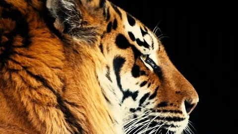 The head of the tiger descends. Close-up 動画素材 76246822