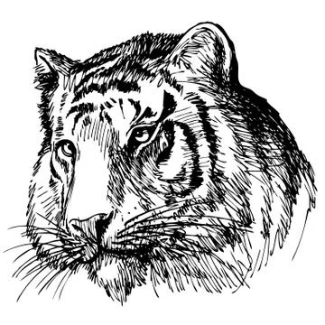 Head of tiger hand drawn Illustrazione stock