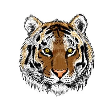 Head of tiger isolated on white background. Wall stickers Stock Illustration
