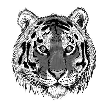 Head of tiger isolated on white background. Wall stickers Stock Illustration