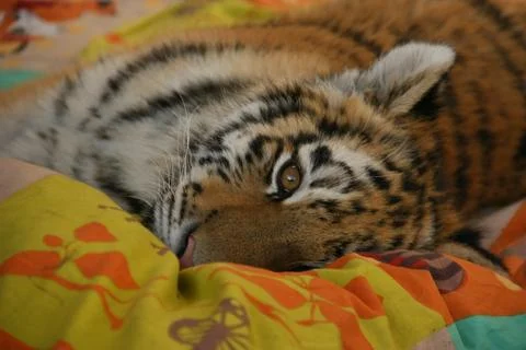 Head of tiger Stock Photos