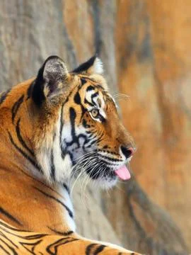 The head of a tiger in a profile Fotos de archivo
