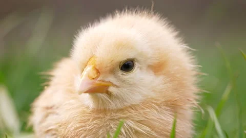 Head of tiny newborn poultry chicken chick on green grass background. Concept of Stock Footage 190888028