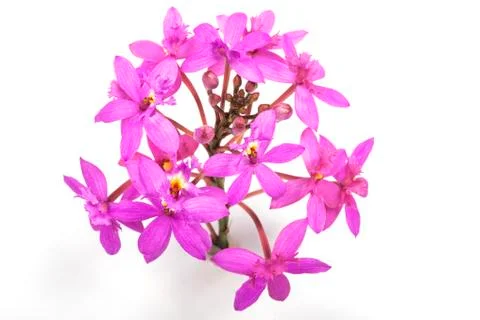 Head of Tiny Pink Epidendrum Orchids and Buds Stock Photos