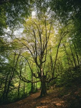 The head tree of the forest Stock Photos