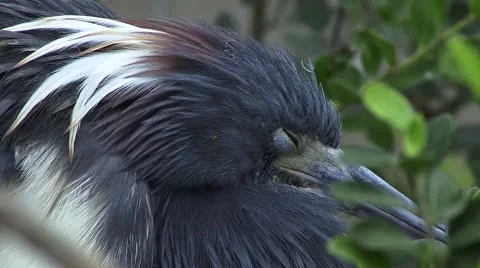 Head of Tricolored Heron Stock Footage 41735373
