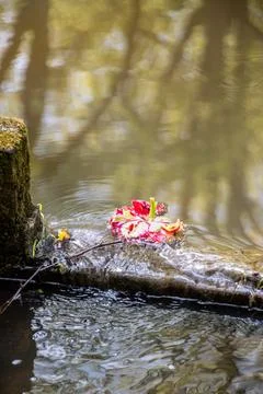 Head of tulip cut and floating on water. Reflection of trees on water. Stock Photos