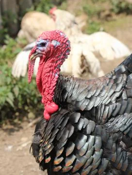 Head of turkey and the red protuberance over the beak called snood and the re Stock Photos