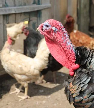 Head of turkey and the red protuberance over the beak called snood and the re Stock Photos