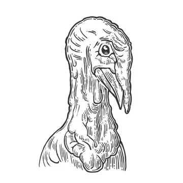 Head turkey. Hand drawn in a graphic style. Stock Illustration