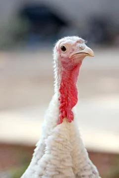 Head of turkey hen. Foto stock
