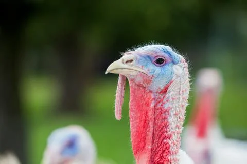 An head of an turkey Stock Photos