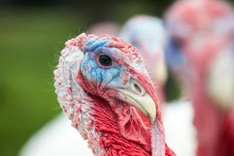 An head of an turkey Stock Photos