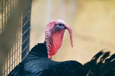 Head of turkey which is captive in cage Foto stock