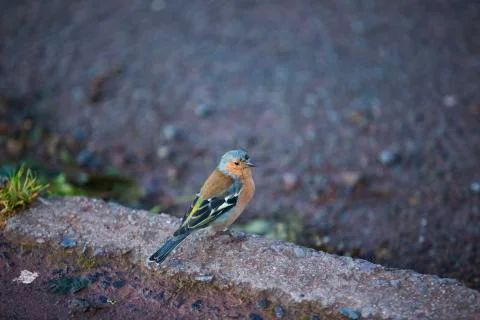 Head turned robin  Stock Photos