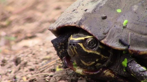 Head of the turtle Video stock 81531770