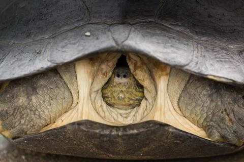 Head Turtle inside shell Foto stock